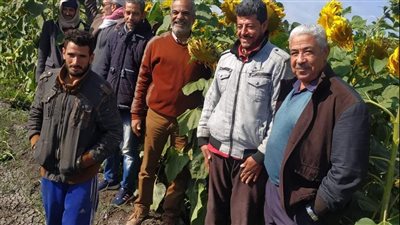 زراعة الإسماعيلية تنظم حملات إرشادية لمزارعي عباد الشمس | صور