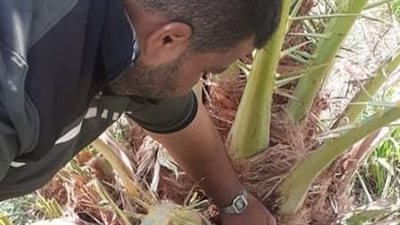 باحثون أمريكيون يطورون عنفات رياح مقاومة للأعاصير