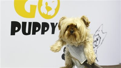 جاكوزي وسبا.. حكاية سيارة متنقلة لدلع القطط والكلاب | فيديو وصور 