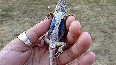 رئة اصطناعية للإنسان مستوحاة من سحلية 