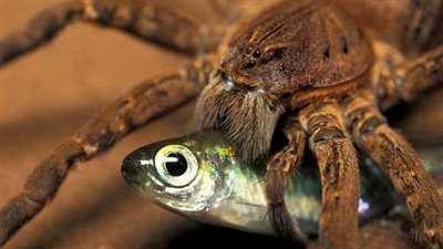 لماذا نخشى من العناكب.. دراسة توضح 