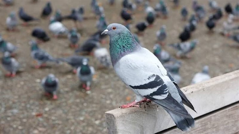 تفسير رؤية الحمام