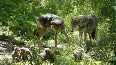  تقارير تكشف تناقص عدد الذئاب في فرنسا