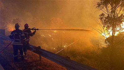 حريق يلتهم 4 أفدنة من أشجار الكافور بسوهاج | فيديو