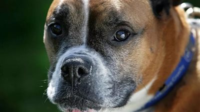 حيلة غريبة لإنقاذ كلب في بريطانيا | فيديو