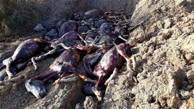 مذبحة جديدة للحمير في 