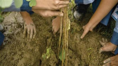 بإجمالي جوائز 250 ألف جنيه.. كل ما تريد معرفته عن مسابقة الكنيسة لزراعة الأشجار