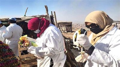 تحصين 556 ألفً راس ماشية ضد الحمى القلاعية بالشرقية