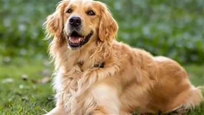 تفسير رؤية الكلب في المنام وعلاقته بالخير والرزق وبشرى بالحمل