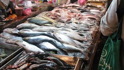 جولة في سوق السمك بدمياط.. الأسعار تبدأ من 10 جنيهات وإقبال كثيف على سمكة الفوارغ | فيديو 