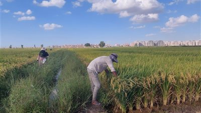 انطلاق موسم الخير، حصاد الأرز يبدأ في حقول كفر الشيخ (فيديو) 