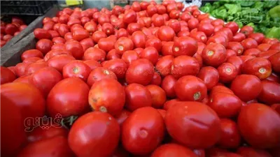شعبة الخضراوات عن جنون أسعار الطماطم: هترتفع تاني حتى هذا الموعد 