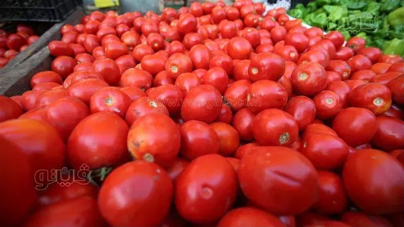 سعر الطماطم اليوم،