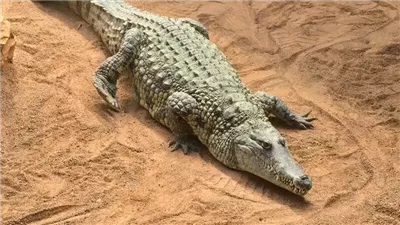 صرف مدرب الأسود محمد الحلو بعد التحقيق في واقعة ضبط تمساح داخل مزرعته 