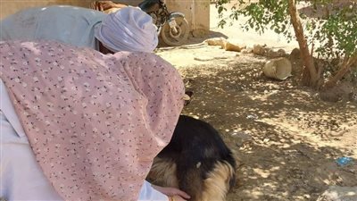 حملة لترخيص الكلاب وتحصينها ضد السعار بالوادي الجديد 
