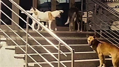 الكلاب الضالة تحاصر مستشفى الجراحات الجديدة بطنطا وتثير الرعب بين المواطنين (فيديو)