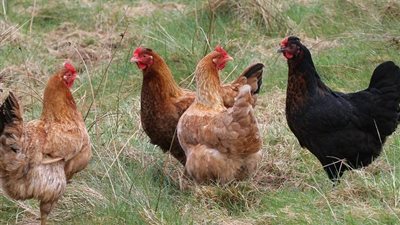 انخفاض البلدى 3 جنيهات، سعر الفراخ اليوم الإثنين 22 سبتمبر 2025 (آخر تحديث)