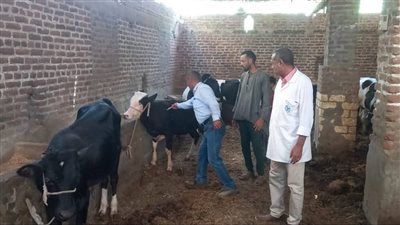 الزراعة تطلق الحملة القومية لتحصين الماشية ضد الحمى القلاعية