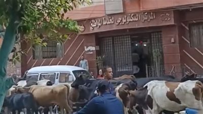 محمد عبد الجليل يكتب.. طابور من الماشية يغزو طوخ أمام مجلس المدينة!