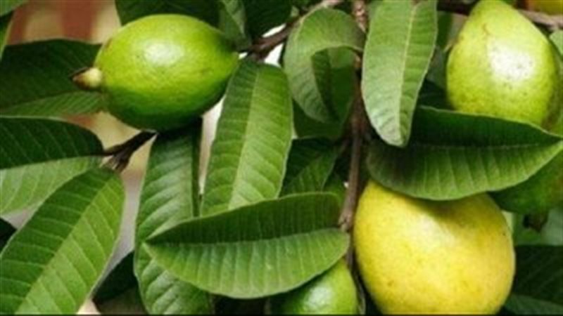 ورق الجوافة 