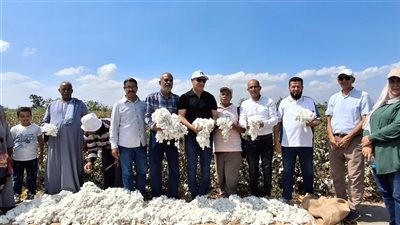 زراعة الإسماعيلية تعلن بدء تطبيق برنامج الجني المحسن للقطن