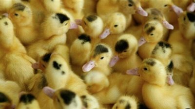 أسعار البط ترتفع وسط تفاوت في الكتاكيت ببورصة الدواجن اليوم الجمعة