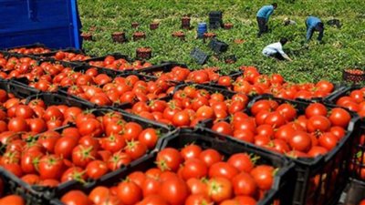 زيادة جديدة، أسعار الطماطم اليوم الأربعاء في الأسواق