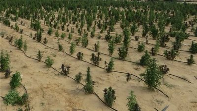 ضربة أمنية حاسمة، ضبط مزرعة مخدرات بقيمة 1.6 مليار جنيه بالإسماعيلية 