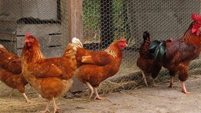 انخفاض أسعار الفراخ البلدي واستقرار البيضاء اليوم الأربعاء في أسواق الفيوم 