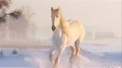 تفسير حلم الحصان الأبيض في المنام وعلاقته بفرصة كبيرة بالانتظار 