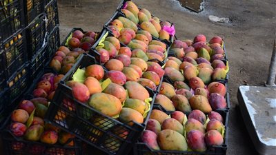 أسعار المانجو اليوم الخميس، ارتفاع جديد يضرب 5 أصناف والعويسي تصل إلى 75 جنيها