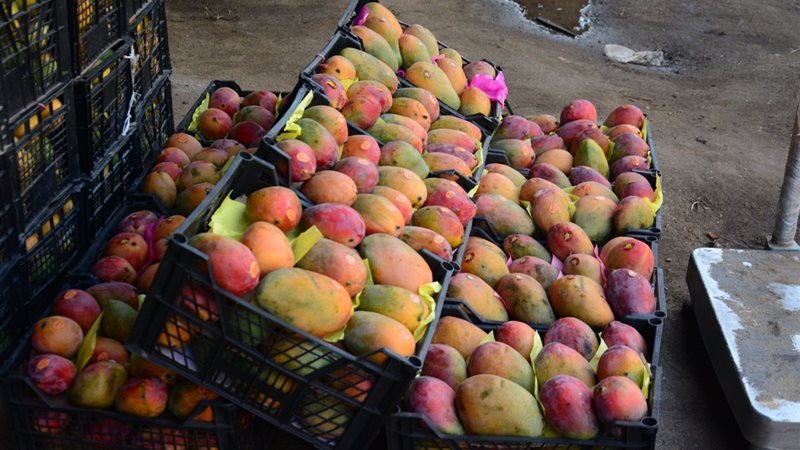 سعر المانجو اليوم