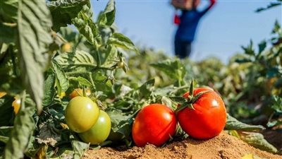 الزراعة تكشف حقيقة رش محصول الطماطم بمبيد الايثيريل