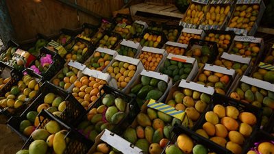أسعار المانجو اليوم السبت، العويسي على خطى الفص وقفزة في الزبدية