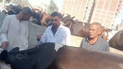 الطب البيطري يوجه حملات توعية للمربين والتجار بأسواق المواشي ببني سويف