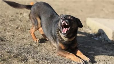 بينهم سيدة و3 أطفال، ارتفاع عدد مصابي هجوم كلب ضال على المارة بالفيوم إلى 8 أشخاص 