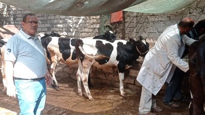 تحصين 219 ألف رأس ماشية ضد الحمى القلاعية بالدقهلية 
