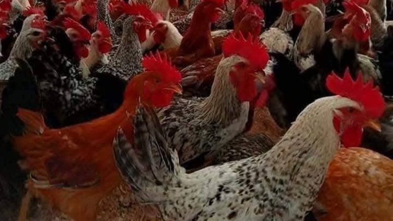 دواجن، فيتو