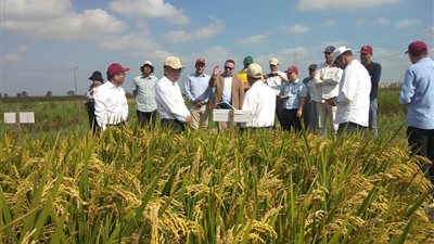 وفد صيني رفيع المستوى يزور برنامج الأرز القومي بسخا