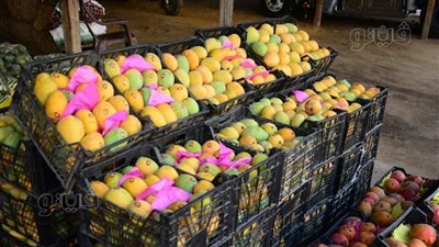  6 جنيهات انخفاضا في العويس والبلدي، أسعار المانجو اليوم الإثنين 29 سبتمبر 2025