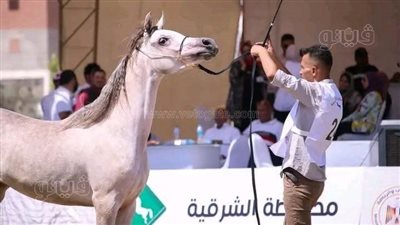 مهرجان الخيول ومشاهدة الطيور المهاجرة، الشرقية تنظم فعاليات لجذب السياحة 