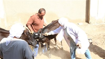 توقيع الكشف الطبي على 2350 رأس ماشية في قافلة بيطرية بالفيوم 
