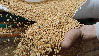 طن الروسي يتراجع 100 جنيه، أسعار القمح اليوم الثلاثاء في الأسواق