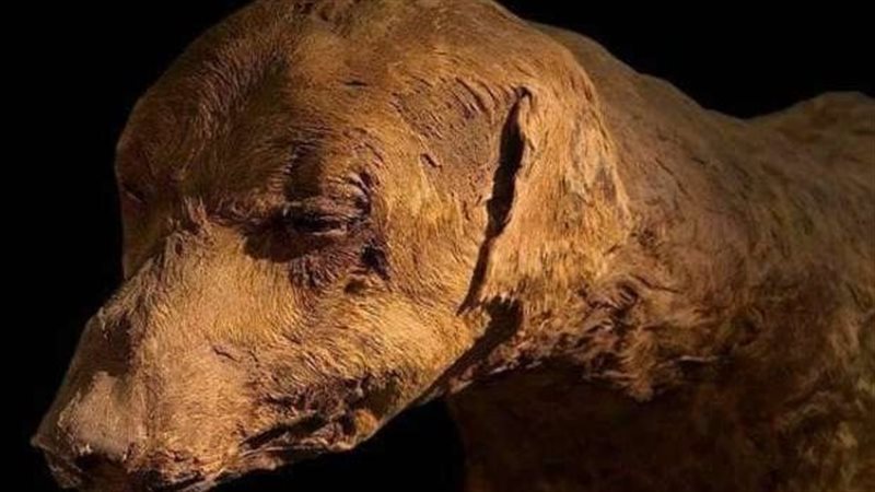 صورة أرشيفية، فيتو