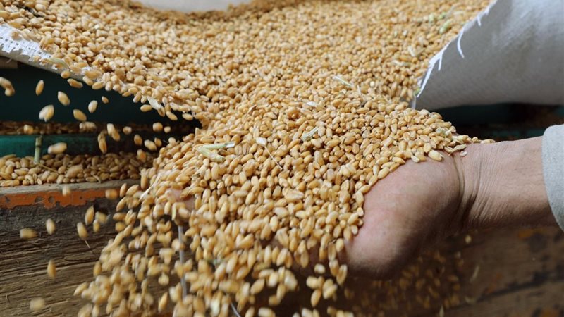 اسعار القمح اليوم،