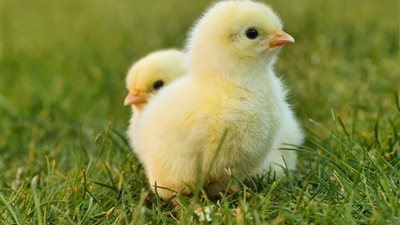 انخفاض الكب والروص، أسعار الكتاكيت والبط اليوم الثلاثاء في بورصة الدواجن 