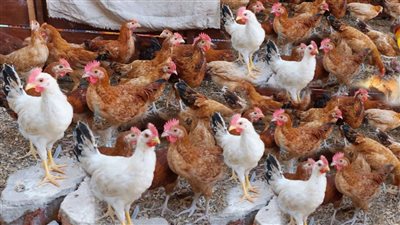 ارتفاع البيضاء وانخفاض البلدي، سعر الفراخ اليوم الأربعاء 1 أكتوبر 2025