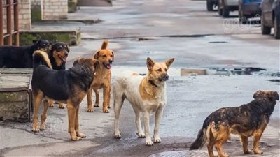 الطب البيطري يوضح خطة الدولة للتعامل مع ظاهرة انتشار الكلاب الضالة (فيديو)