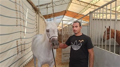 من 50 ألف إلى مليون جنيه، مواصفات وأسعار الخيول المشاركة بمهرجان الشرقية (فيديو وصور)