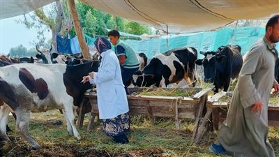 تحصين 230 ألف رأس ماشية ضد الحمى القلاعية بالدقهلية 